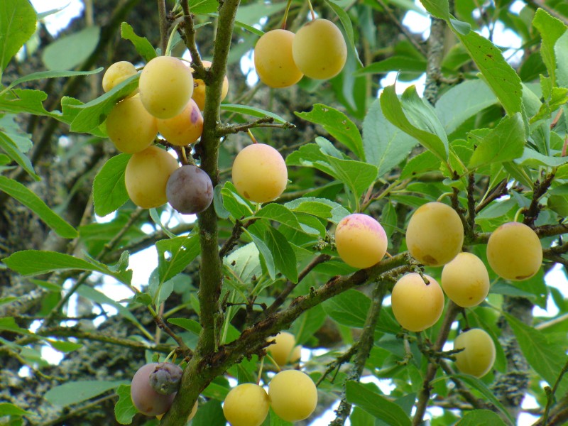 Apéritif de mirabelle