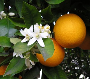 Apéritif vin d’orange